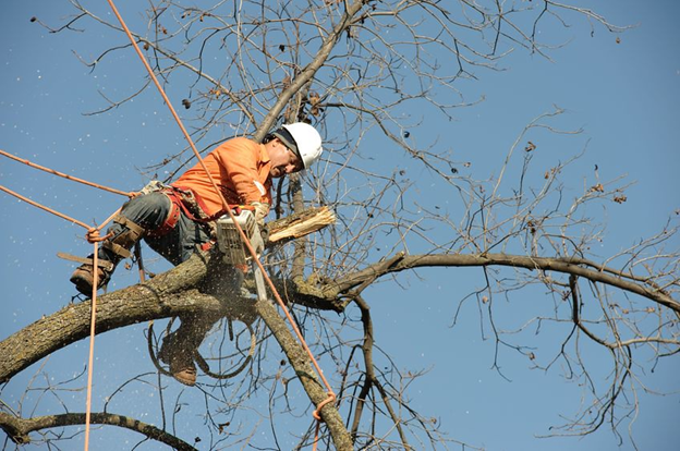 Tree Removal Dripping Springs TX